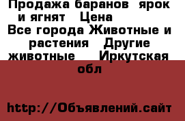 Продажа баранов, ярок и ягнят › Цена ­ 3 500 - Все города Животные и растения » Другие животные   . Иркутская обл.